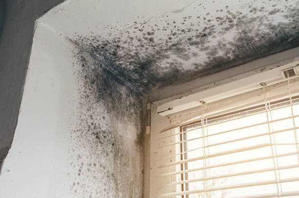 Affordable Bathroom Mold Removal solutions in Sand Lake, MI